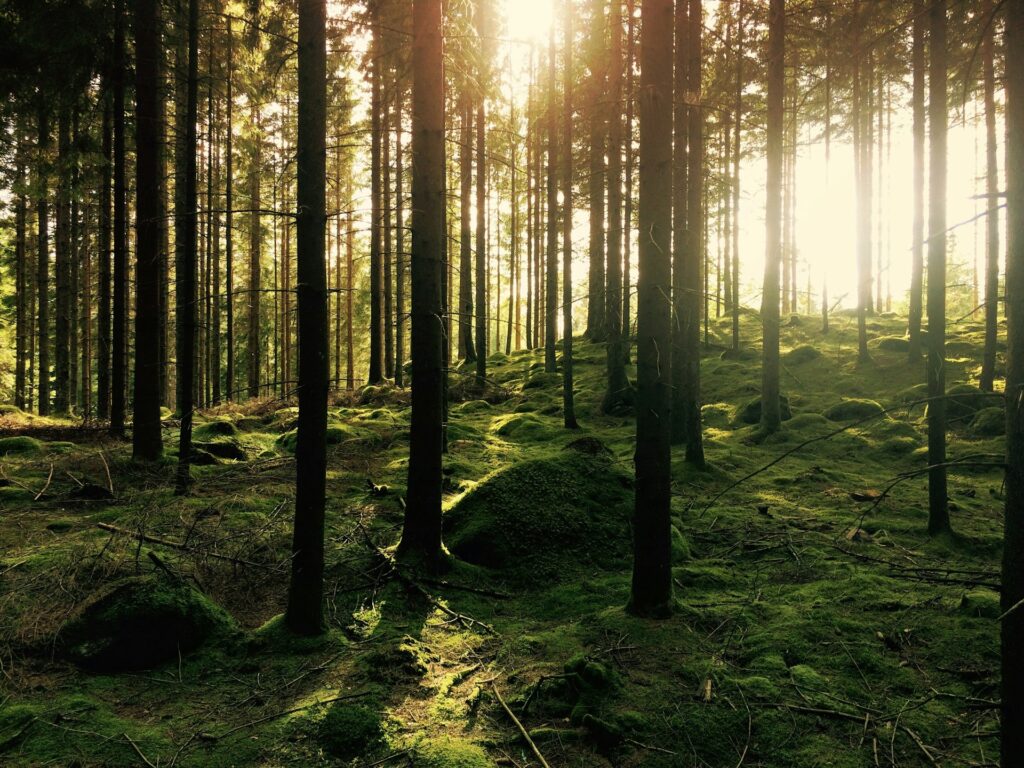 bomen vinden op bomenenzo.nl